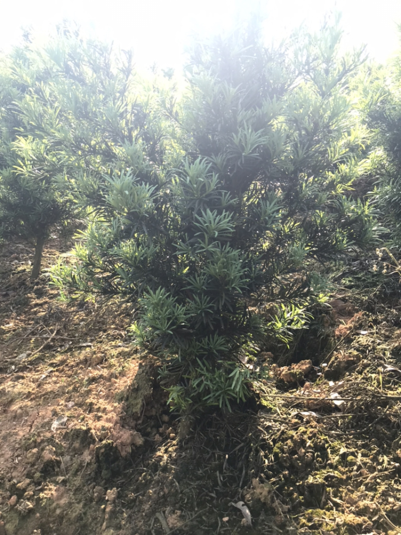 罗汉松造型素材