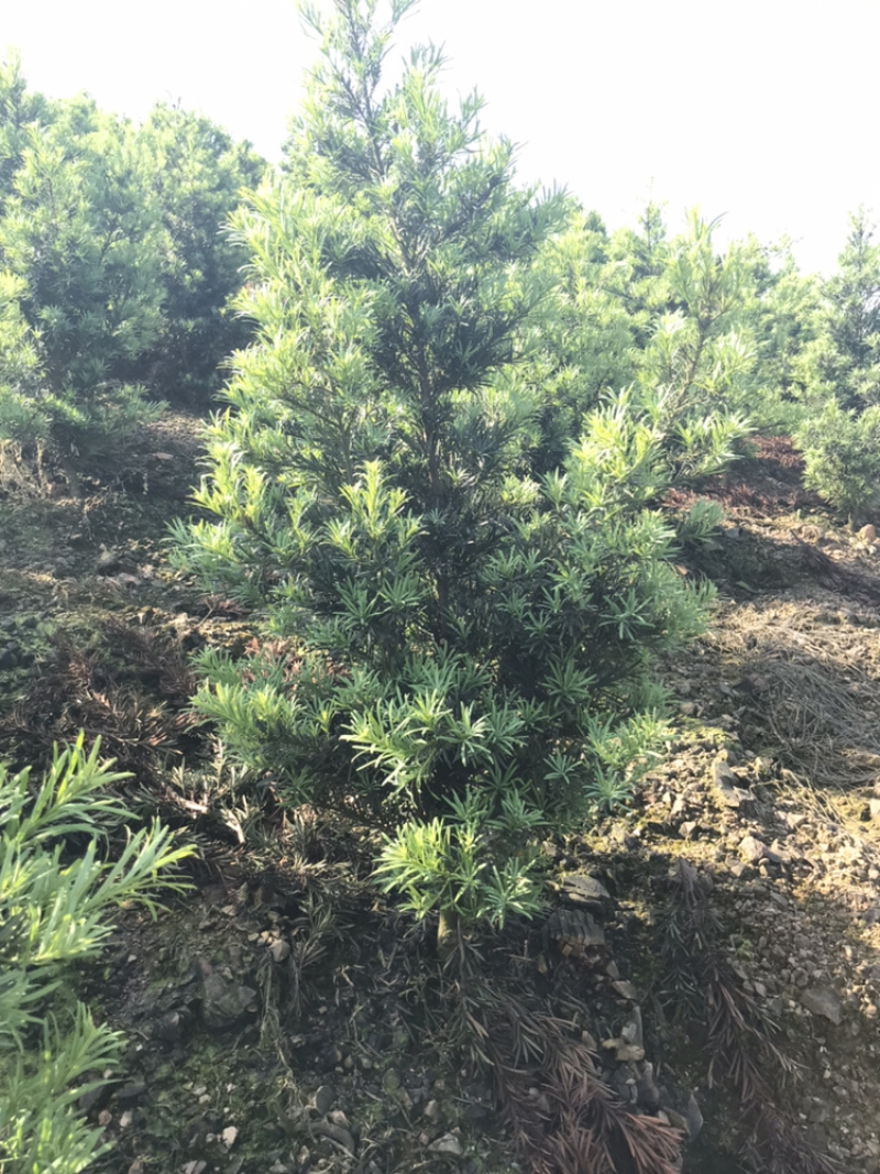 罗汉松造型素材