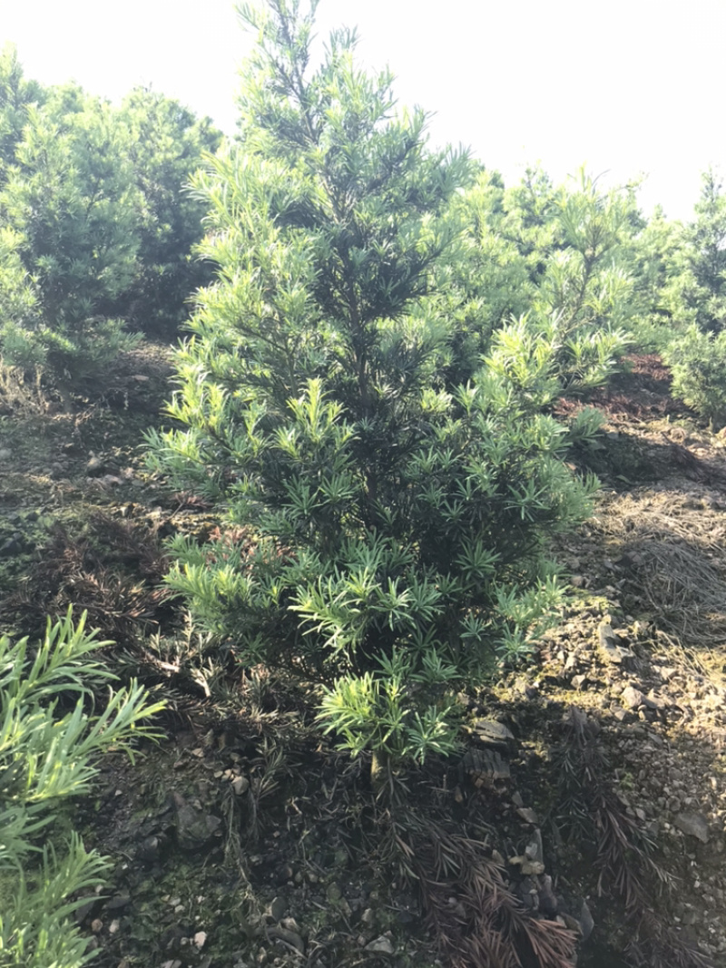 罗汉松造型素材
