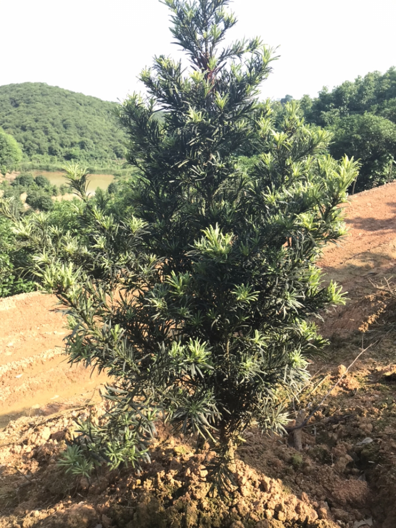 罗汉松造型素材