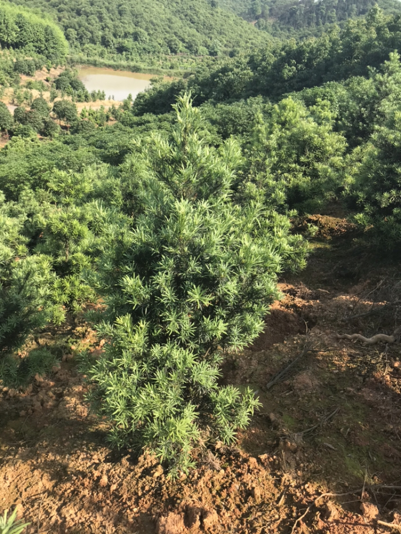 罗汉松造型素材