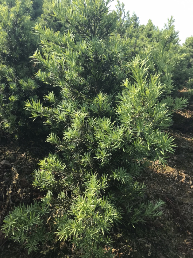 罗汉松造型素材