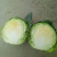 甘蓝包心菜，量大、质量好！无烧边，诚信合作，