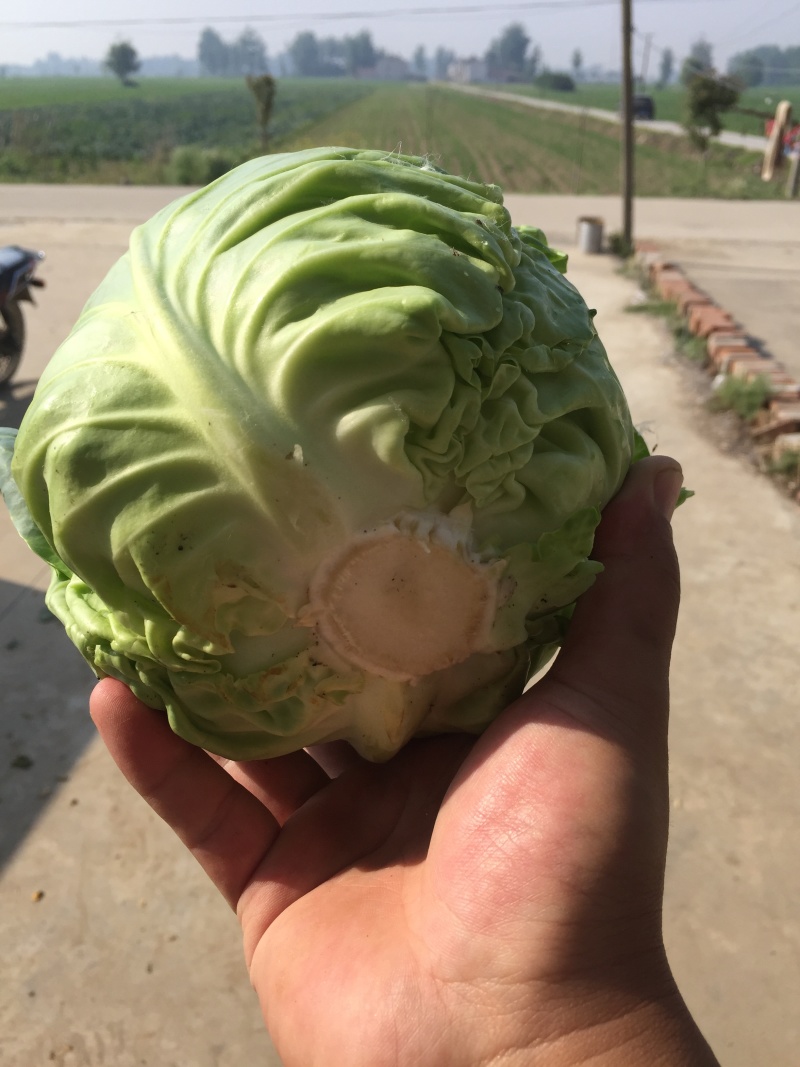 甘蓝包心菜，量大、质量好！无烧边，诚信合作，