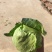 甘蓝包心菜，量大、质量好！无烧边，诚信合作，