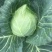 甘蓝包心菜，量大、质量好！无烧边，诚信合作，