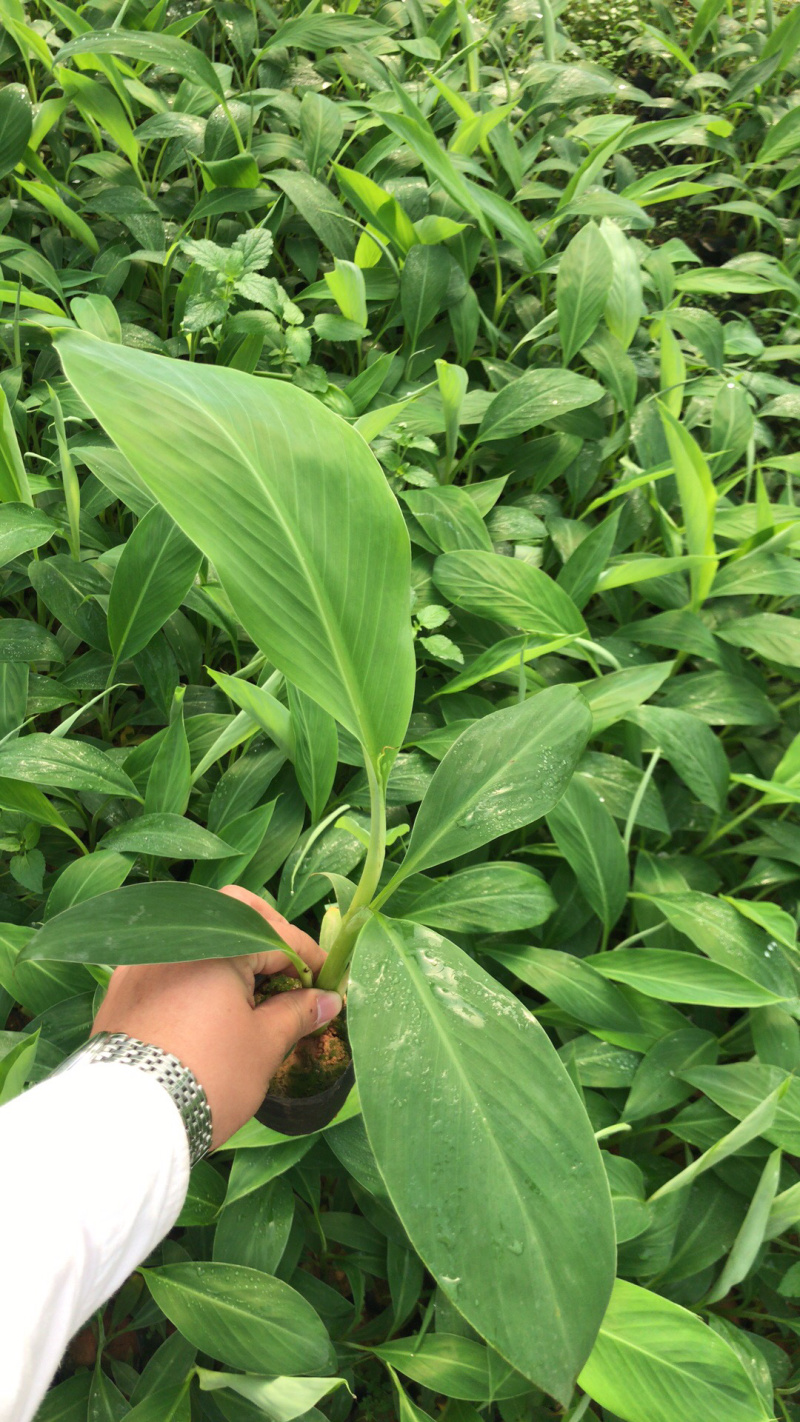 金粉粉蕉苗广粉一号粉蕉苗