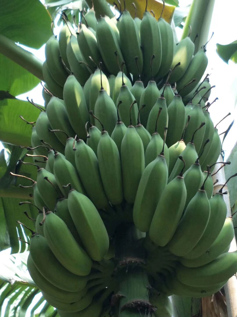 金粉粉蕉苗广粉一号粉蕉苗