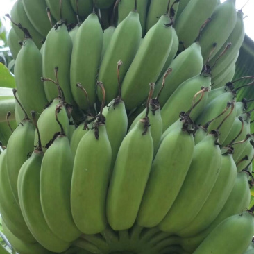 金粉粉蕉苗广粉一号粉蕉苗