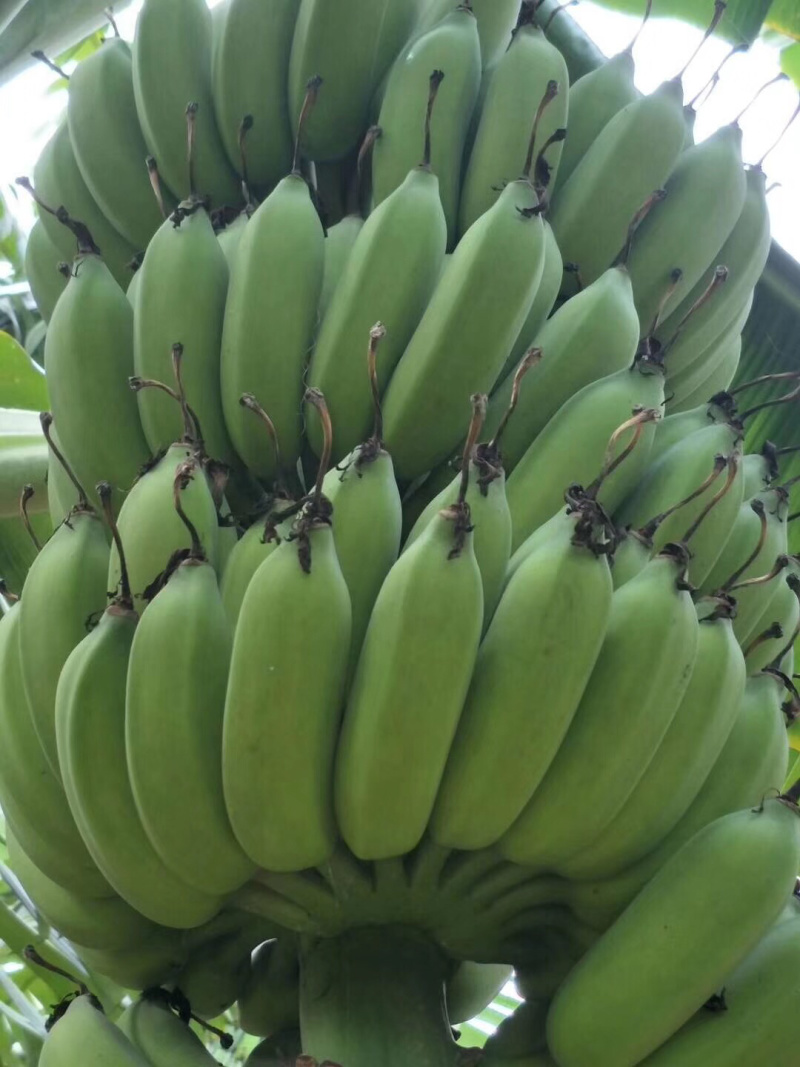 金粉粉蕉苗广粉一号粉蕉苗
