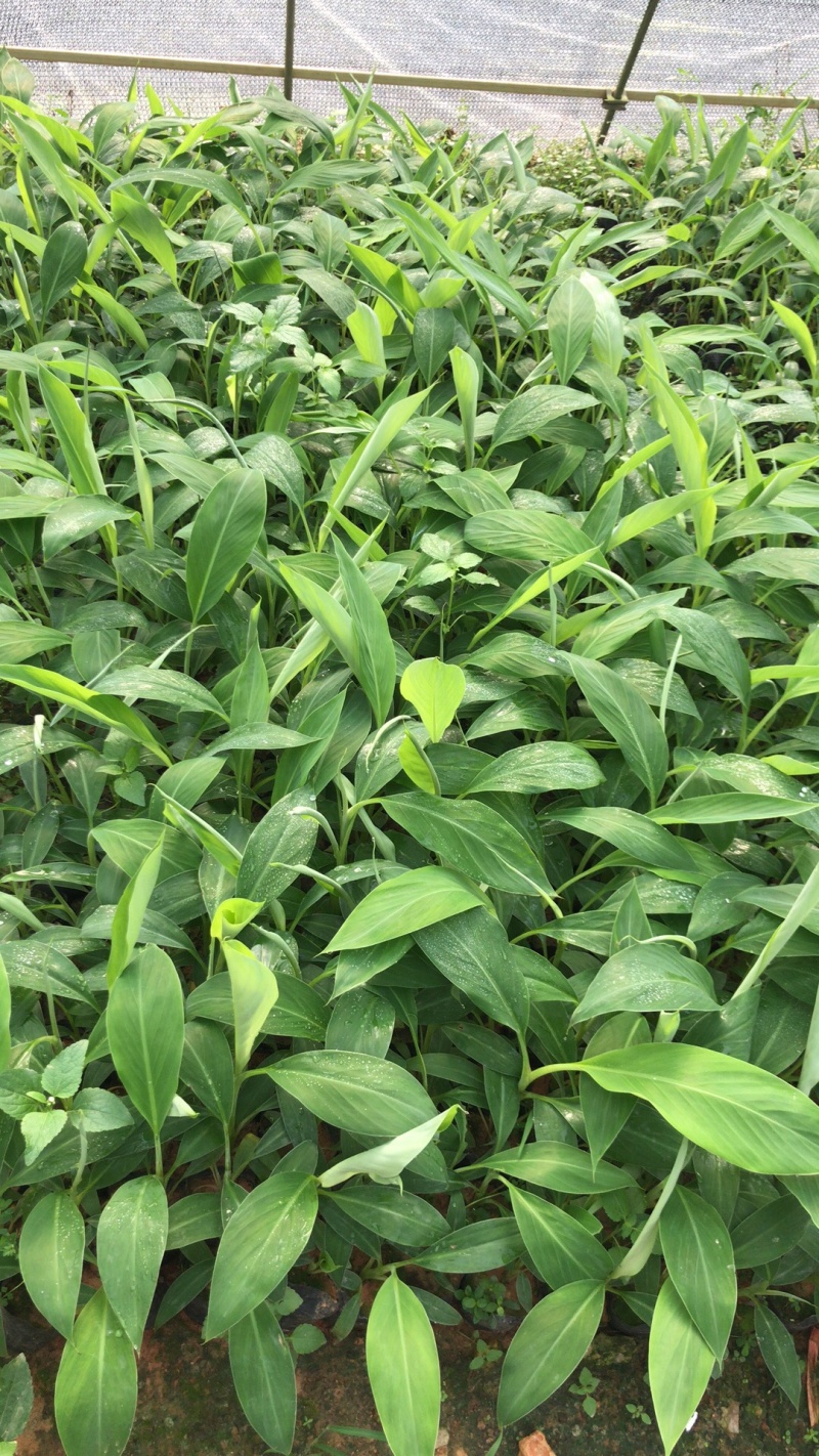 金粉粉蕉苗广粉一号粉蕉苗