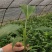 金粉粉蕉苗广粉一号粉蕉苗