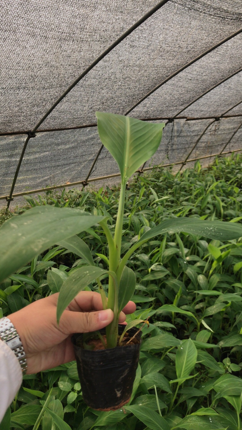 金粉粉蕉苗广粉一号粉蕉苗