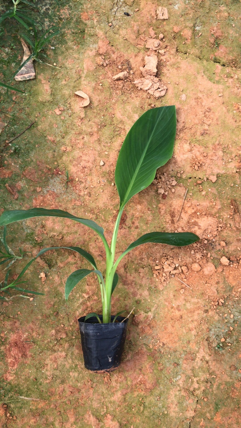 金粉粉蕉苗广粉一号粉蕉苗