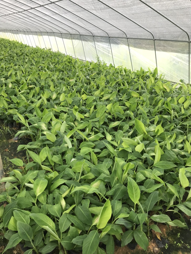 金粉粉蕉苗广粉一号粉蕉苗