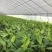 金粉粉蕉苗广粉一号粉蕉苗