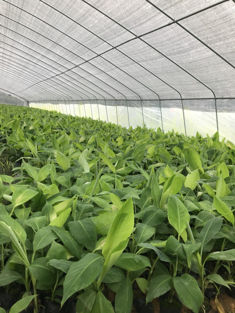 金粉粉蕉苗广粉一号粉蕉苗