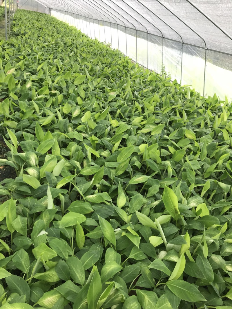 金粉粉蕉苗广粉一号粉蕉苗