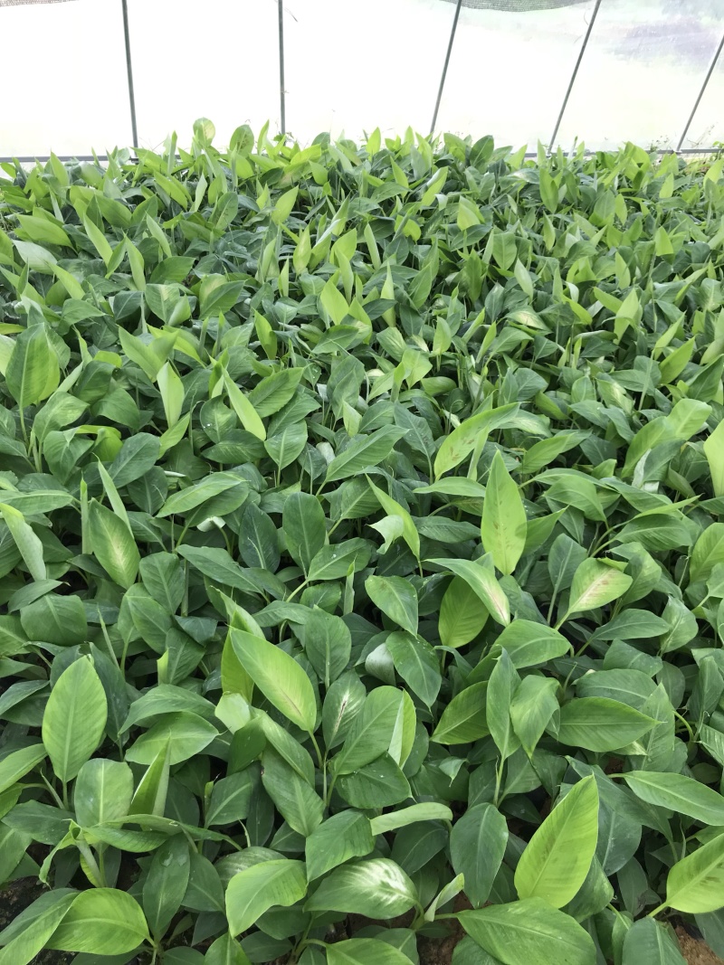 金粉粉蕉苗广粉一号粉蕉苗