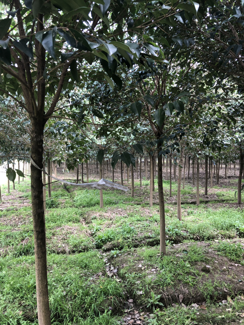 高杆女贞大叶女贞生产基地，规格齐全，欢迎垂询！