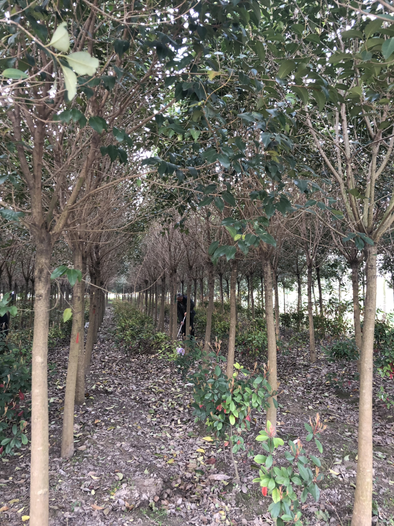高杆女贞大叶女贞生产基地，规格齐全，欢迎垂询！