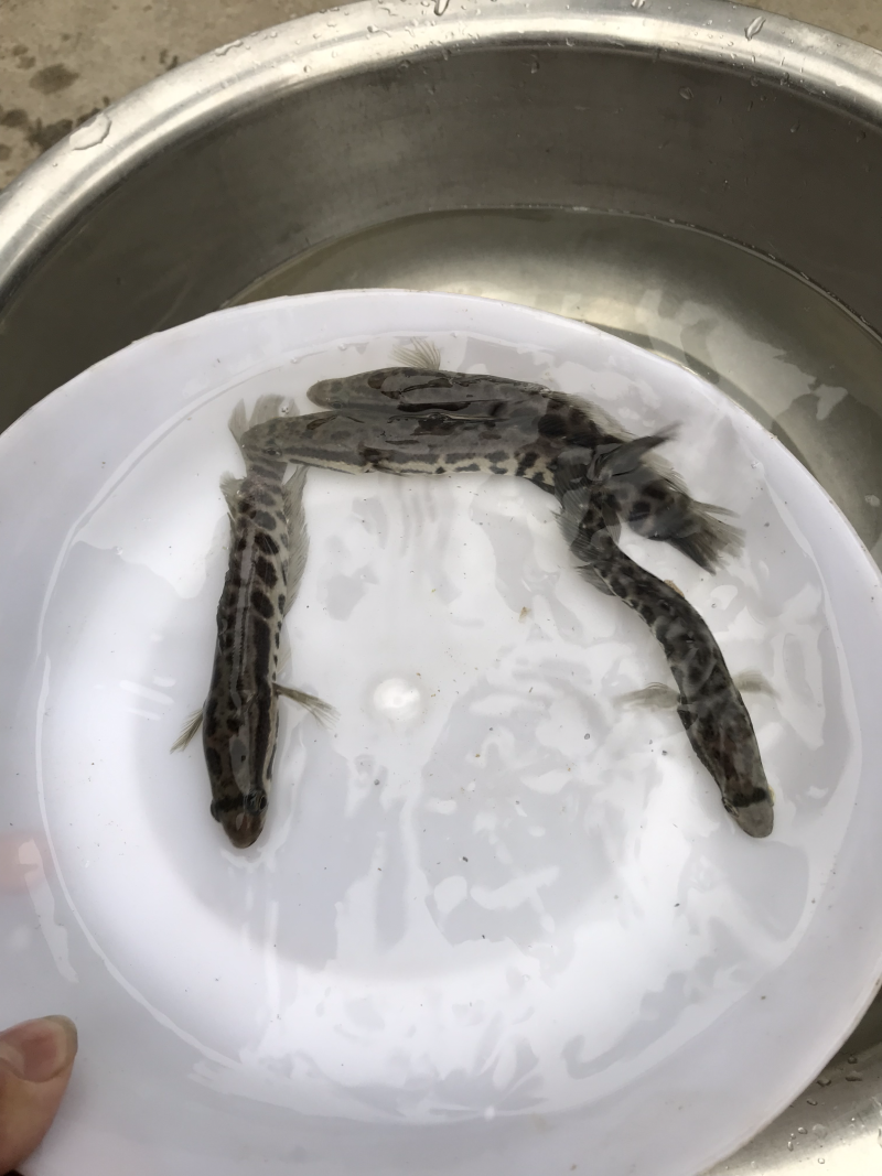 生鱼苗