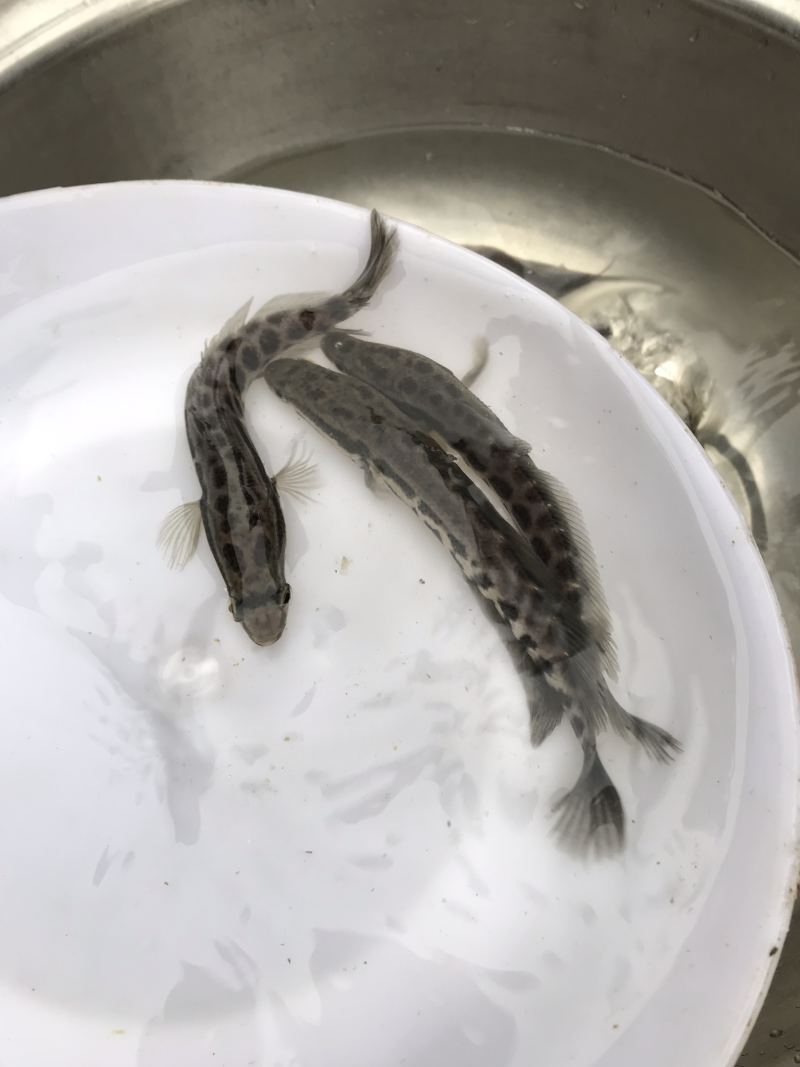 生鱼苗