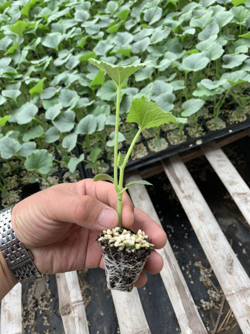 羊角蜜甜瓜苗产量高寿光基地直供品种优良量大