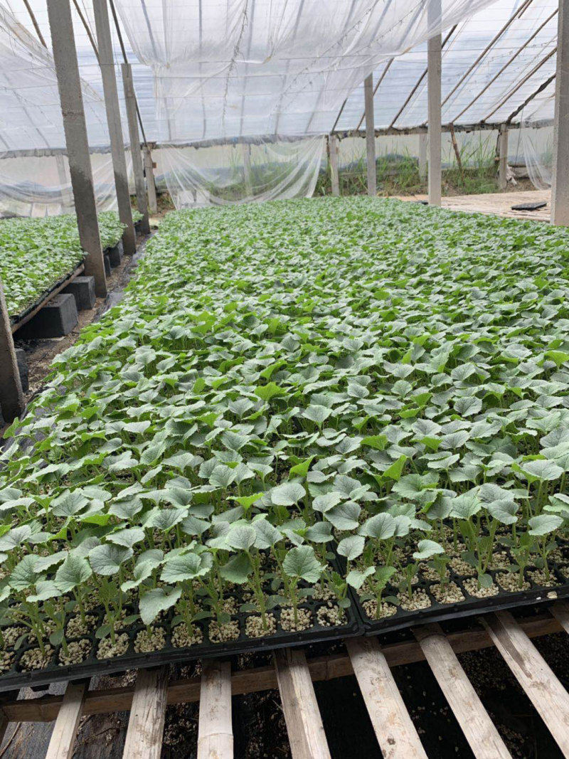 羊角蜜甜瓜苗产量高寿光基地直供品种优良量大
