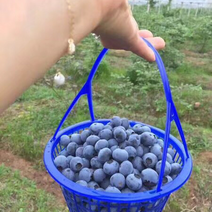 新鲜蓝莓出炉，头茬大果，个个都是精品，量大价优！