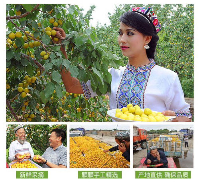 新疆库车小白杏现摘现发果园直供品质保证落地配量大从优