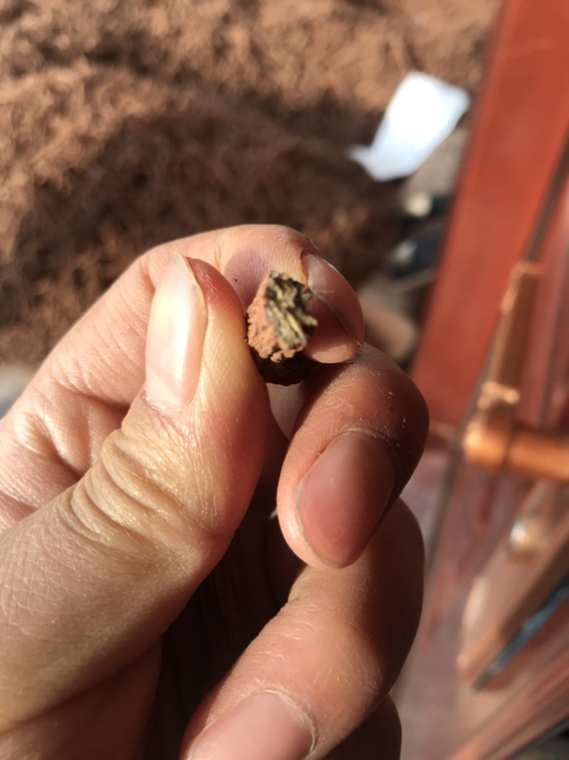 特级干丹参