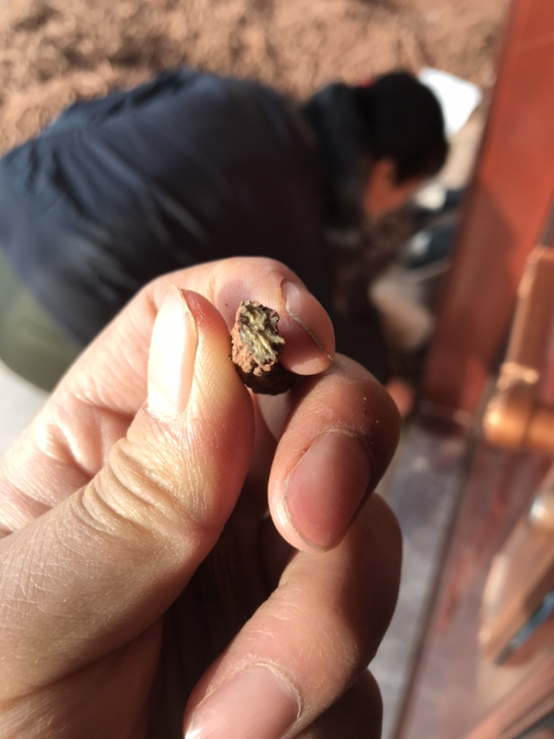 特级干丹参