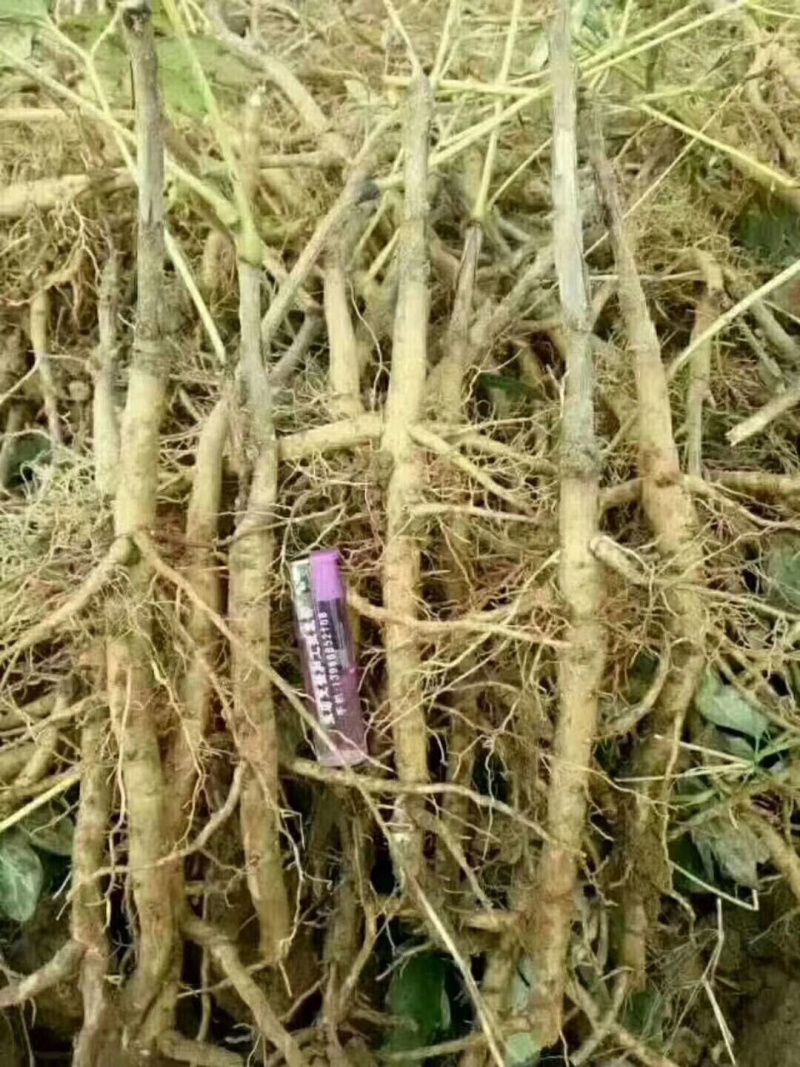 油用牡丹苗油用牡丹药用牡丹一二三四五年基地