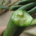 水果小黄瓜🥒提供微商团购平台一件代发