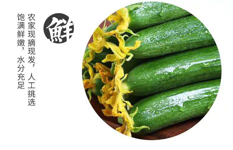 水果小黄瓜🥒提供微商团购平台一件代发