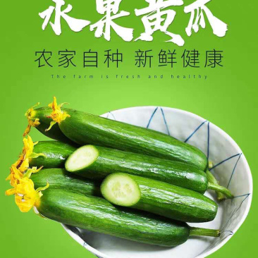 水果小黄瓜产地直销批发零售一件代发包邮团购电商平台代发