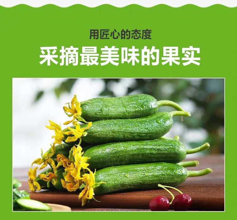 水果小黄瓜产地直销批发零售一件代发包邮团购电商平台代发