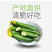 水果小黄瓜产地直销批发零售一件代发包邮团购电商平台代发