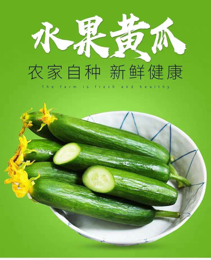 水果小黄瓜产地直销微商电商平台团购一件代发全国包邮