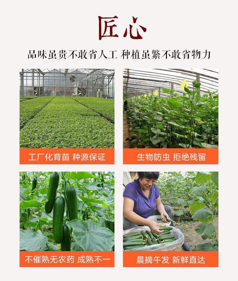 水果小黄瓜产地直销微商电商平台团购一件代发全国包邮