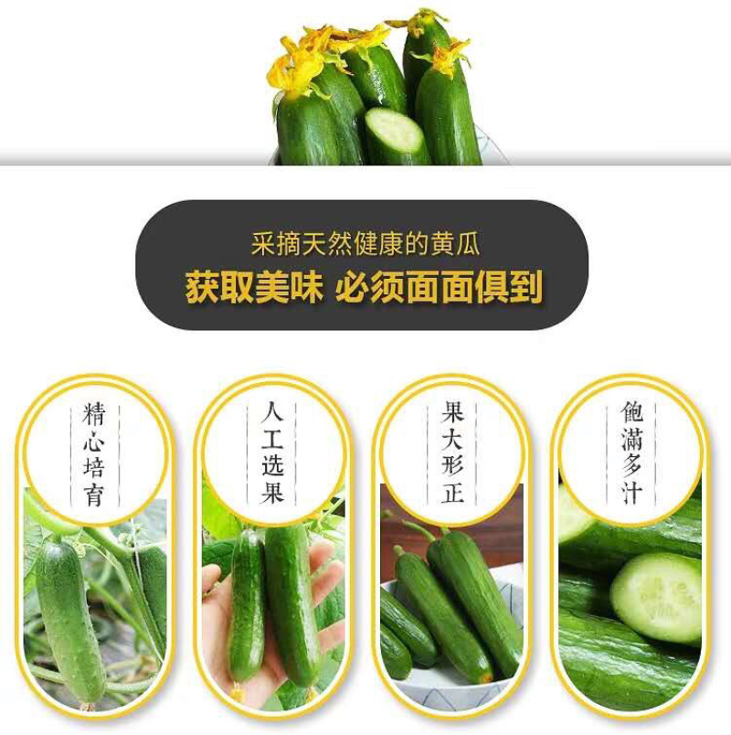 水果小黄瓜产地直销微商电商平台团购一件代发全国包邮