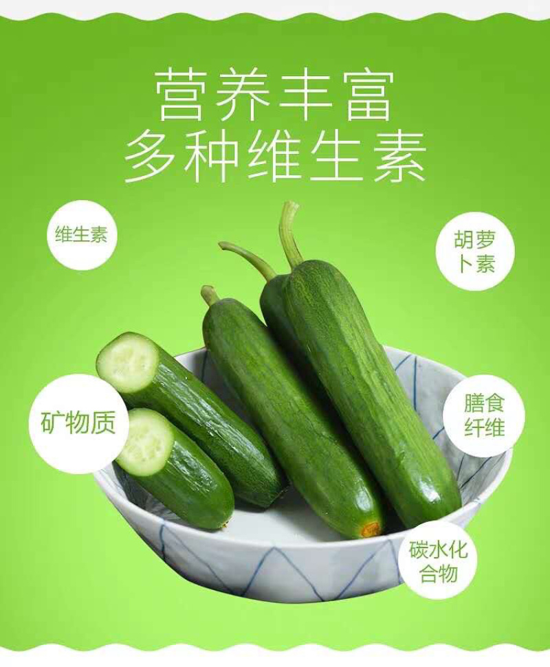 水果小黄瓜产地直销微商电商平台团购一件代发全国包邮