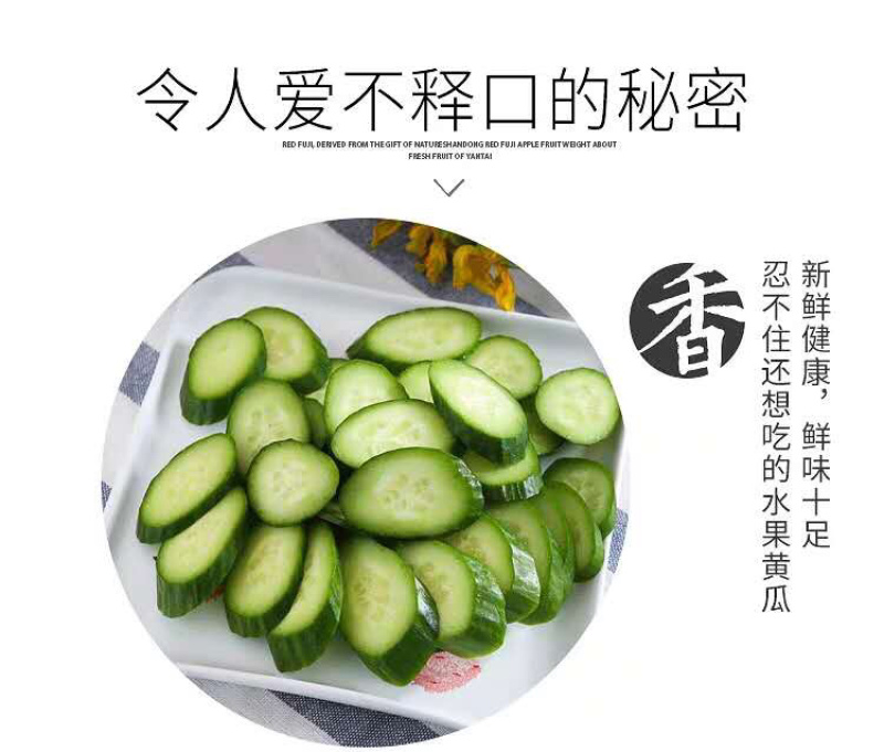水果小黄瓜产地直销微商电商平台团购一件代发全国包邮