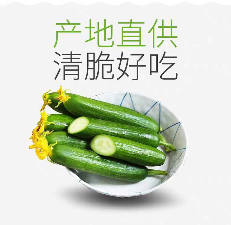 水果小黄瓜产地直销微商电商平台团购一件代发全国包邮