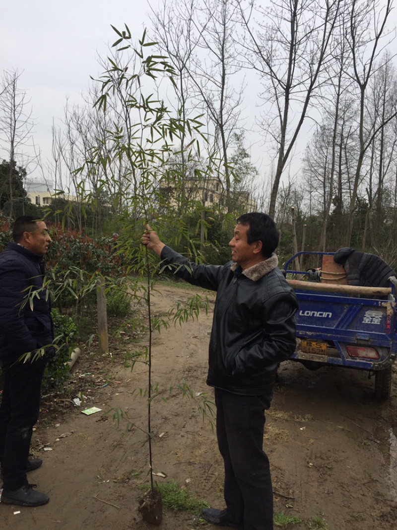 紫竹基地、量大！青竹，金镶玉，窝竹……