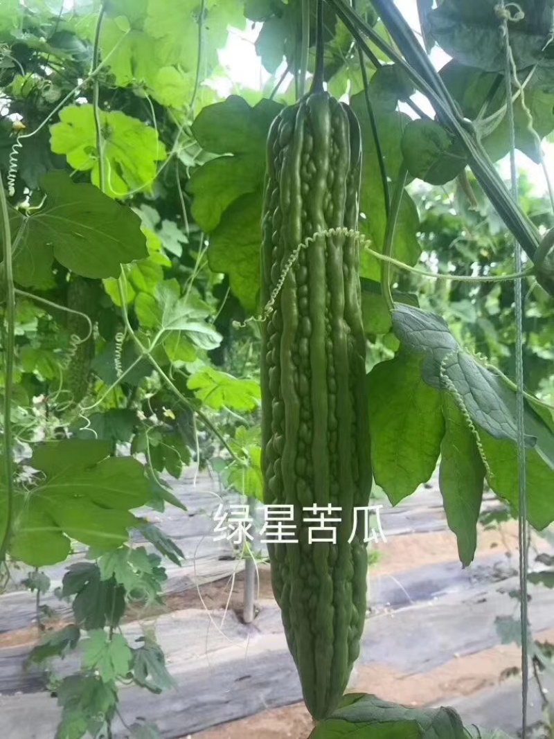 绿星f1和绿星2号杂交苦瓜苗