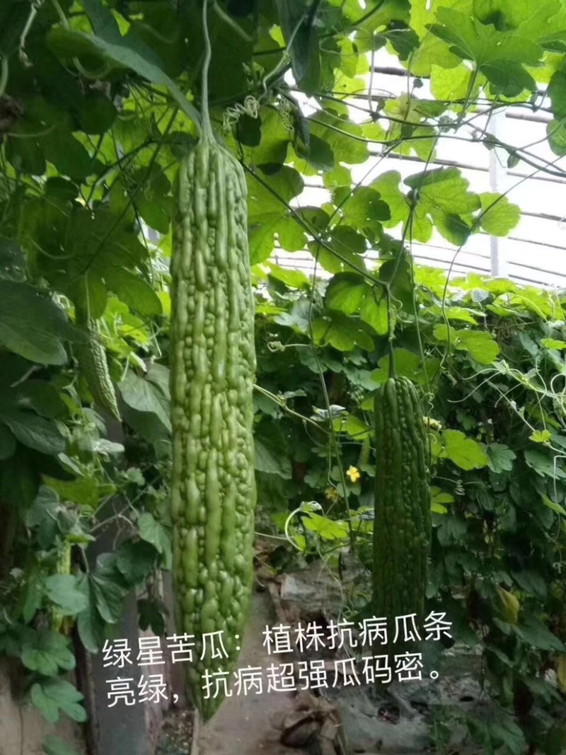 绿星f1和绿星2号杂交苦瓜苗