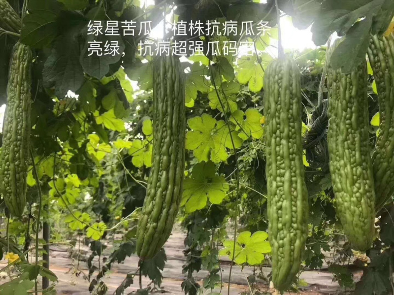 绿星f1和绿星2号杂交苦瓜苗