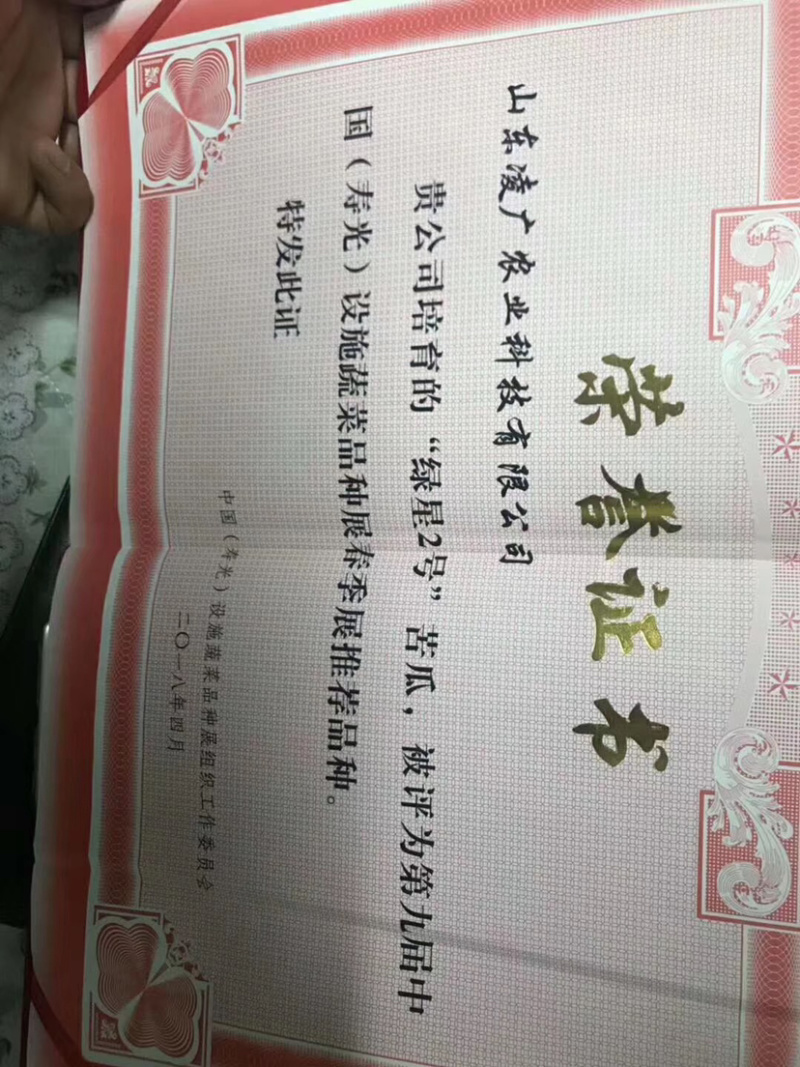 绿星f1和绿星2号杂交苦瓜苗